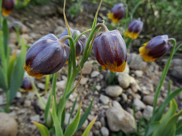 Рябчик Михайловского - Fritillaria michailowskyi