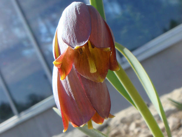 Рябчик армянский - Fritillaria armena