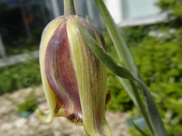 Рябчик битуника - Fritillaria bithynica