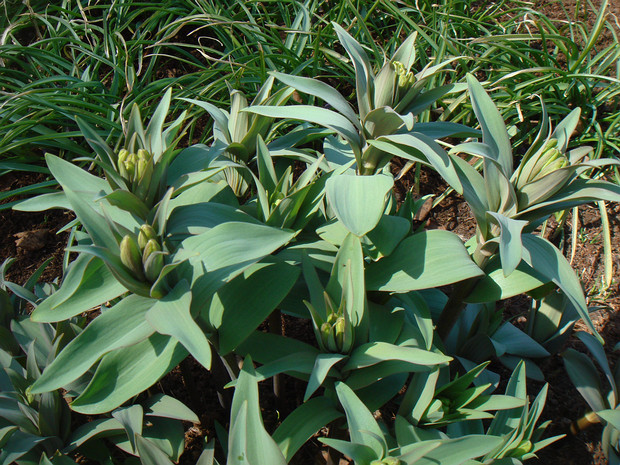 Рябчик бледноцветковый - Fritillaria pallidiflora