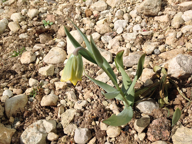 Рябчик вифинский - Fritillaria bithynica