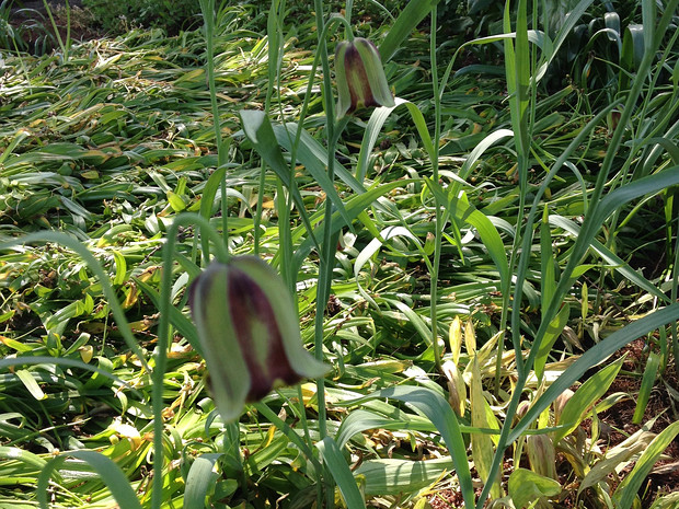 Рябчик иглолепестный - Fritillaria acmopetala