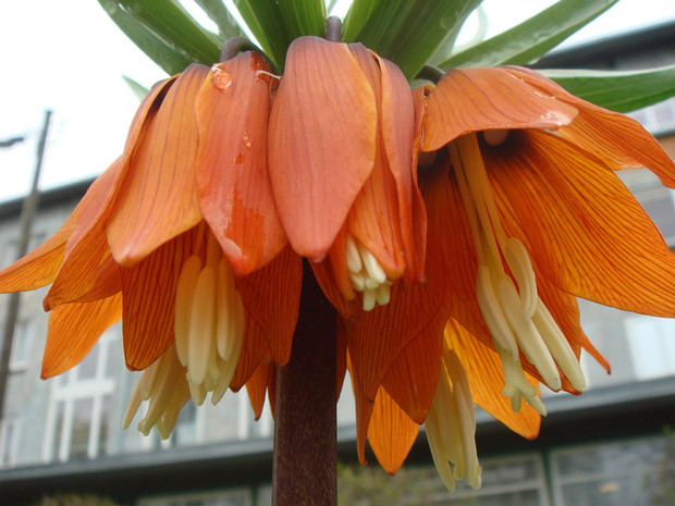 Рябчик императорский - Fritillaria imperialis