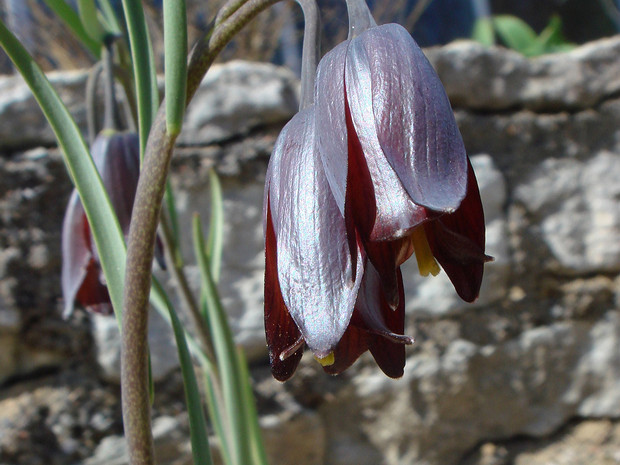 Рябчик кавказский - Fritillaria caucasica