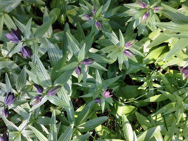 Рябчик камчатский - Fritillaria camtschatcensis