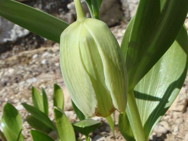 Рябчик кочи - Fritillaria kotschyana