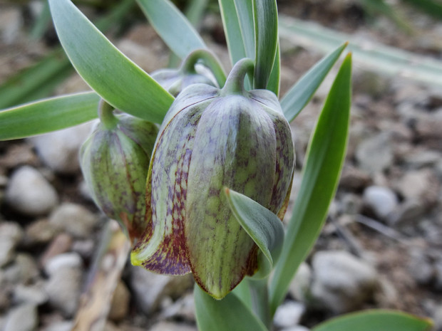 Рябчик курдский - Fritillaria kurdica