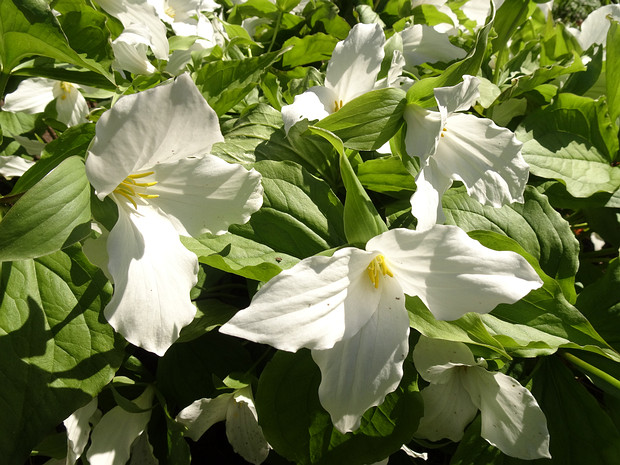 Триллиум крупноцветковый - Trillium grandiflorum