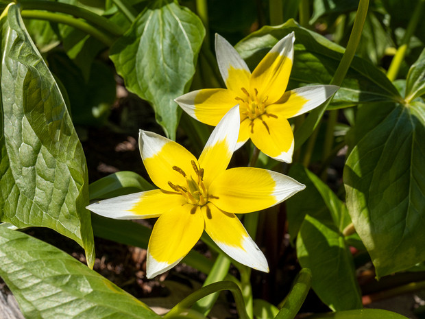 Триллиум прямостоящий белоцветная форма - Trillium erectum f. albiflorum