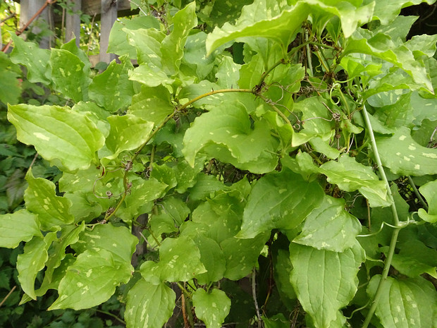 Смилакс, Сассапариль Сибольда - Smilax sieboldii