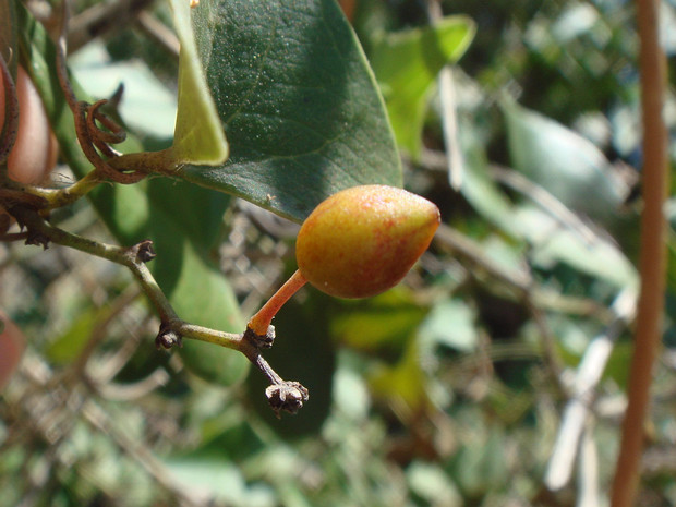 Смилакс, Сассапариль шероховатый - Smilax aspera