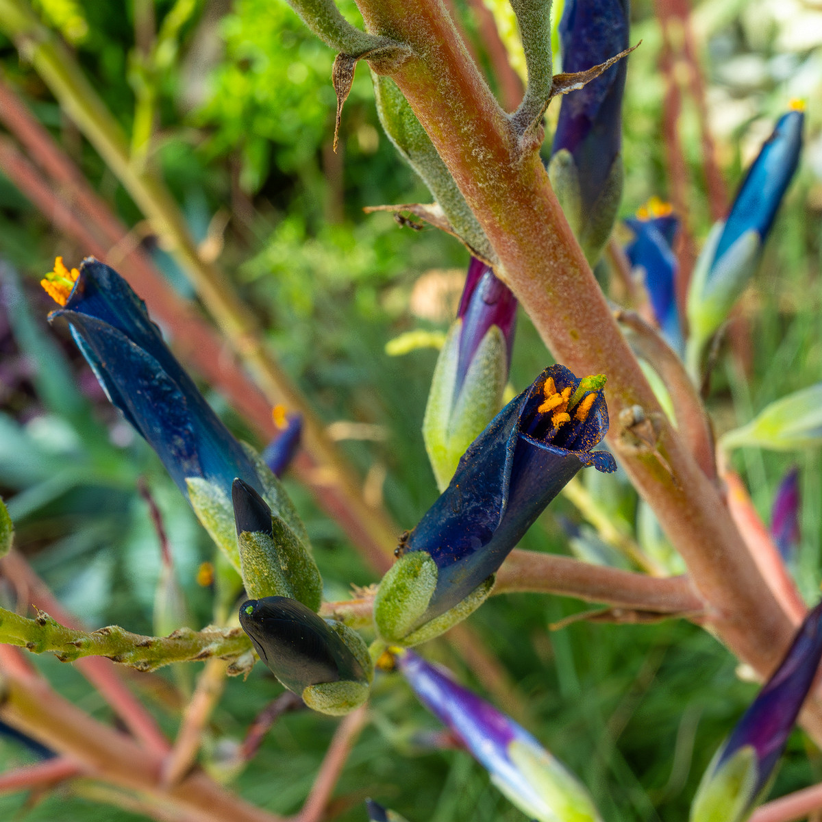 !tallinn_botanical_garden_palm_house_tropics-12