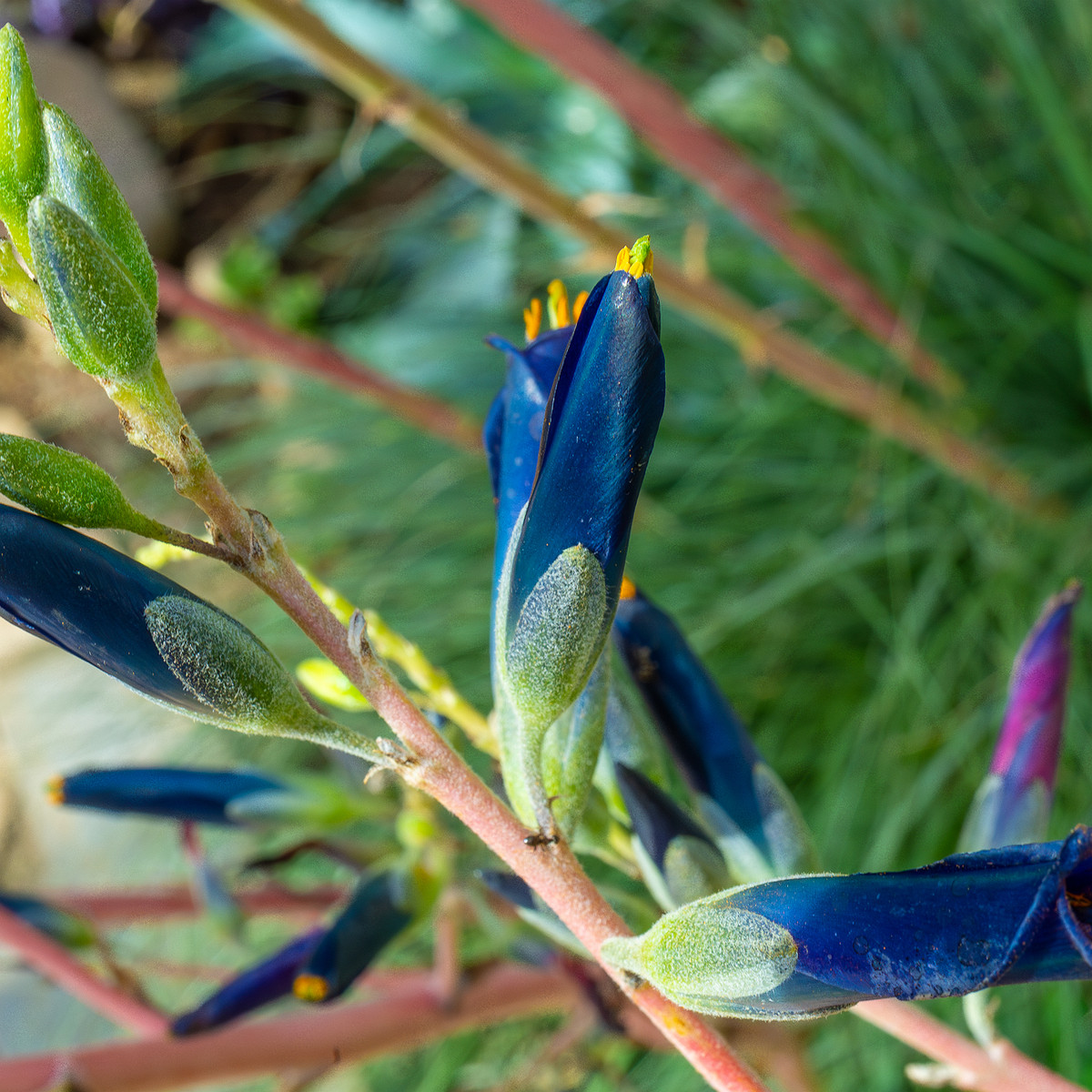 !tallinn_botanical_garden_palm_house_tropics-17