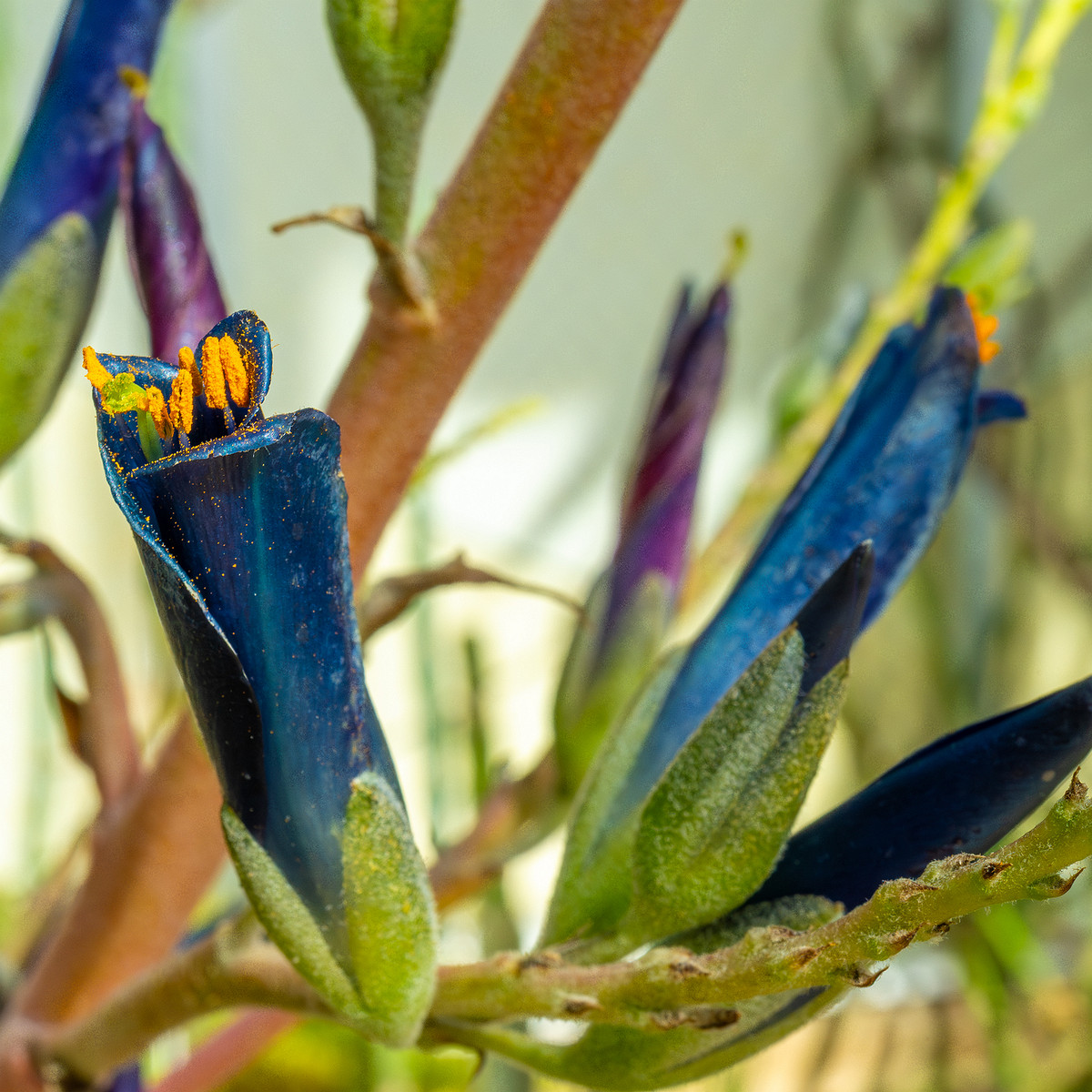 tallinn_botanical_garden_palm_house_tropics-13