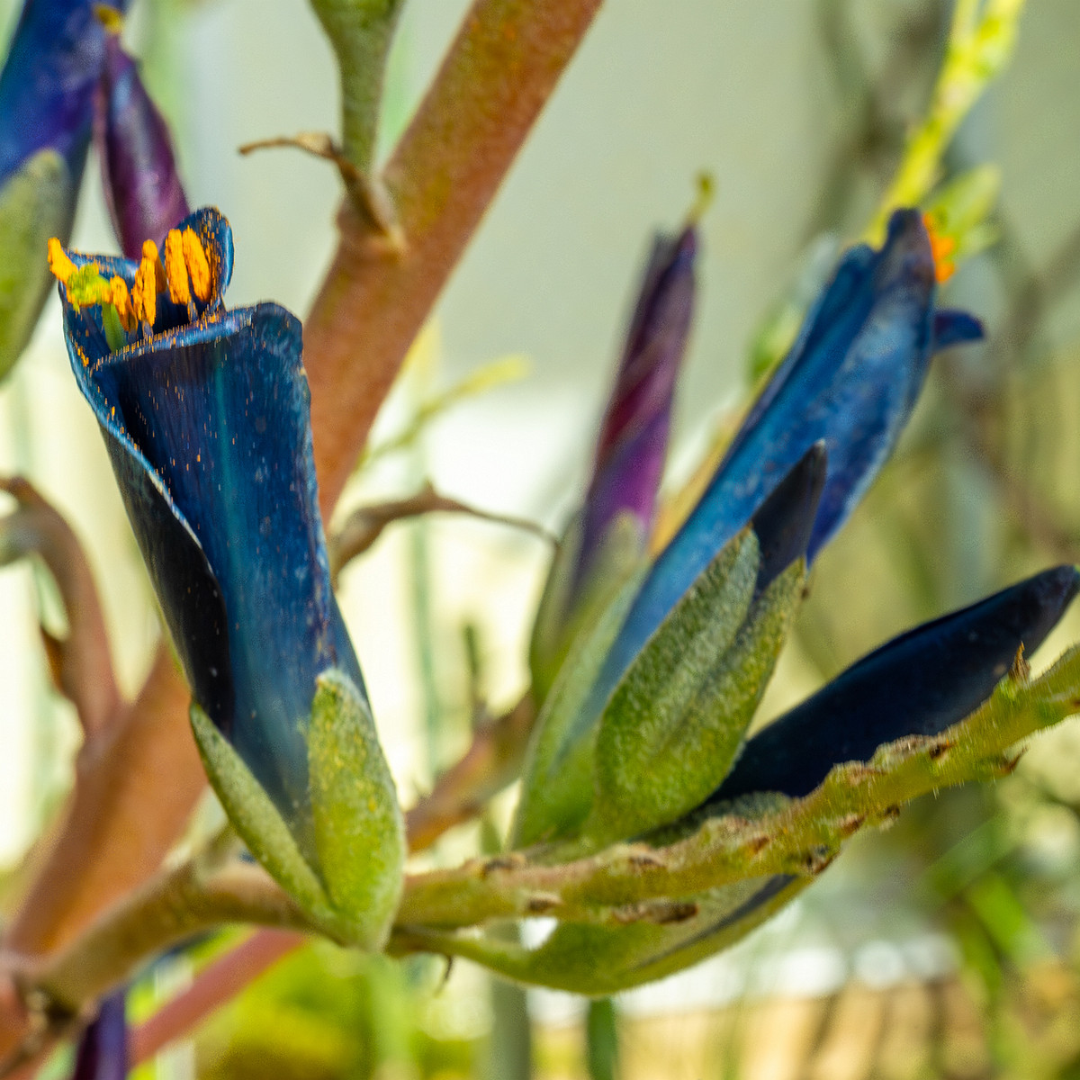 tallinn_botanical_garden_palm_house_tropics-14