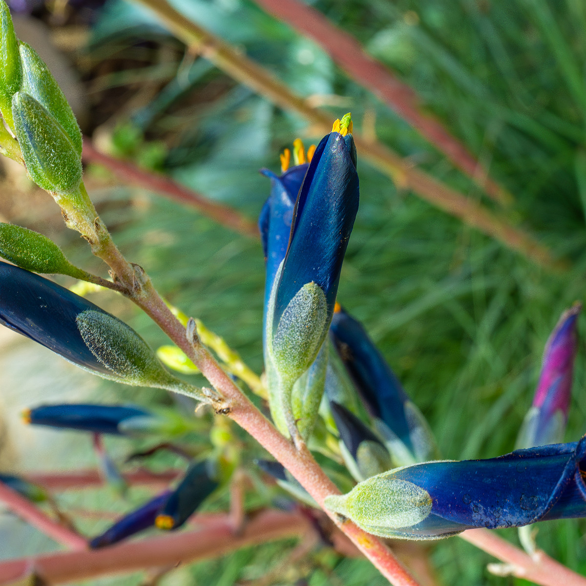 tallinn_botanical_garden_palm_house_tropics-16