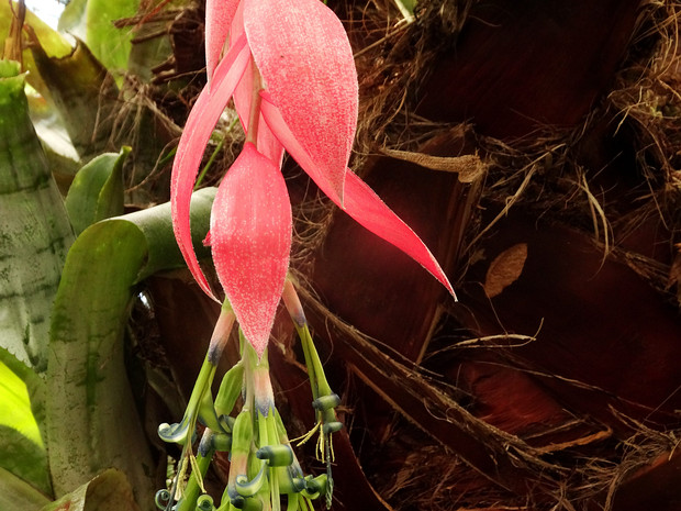 Бильбергия поникшая - Billbergia nutans