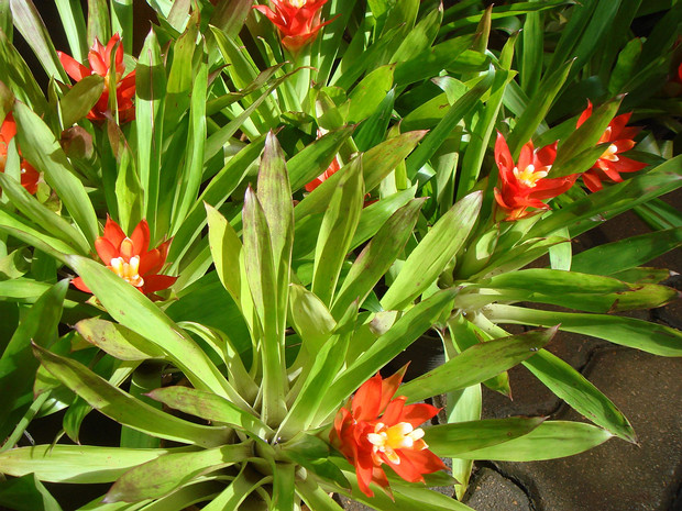 Гусмания язычковая - Guzmania lingulata