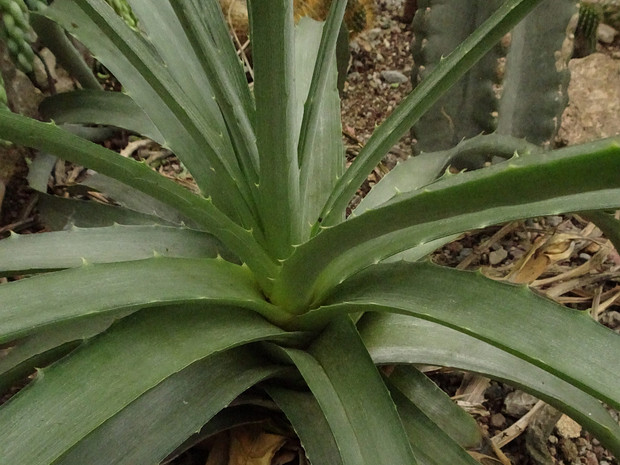 Диккия обильноцветущая - Dyckia floribunda