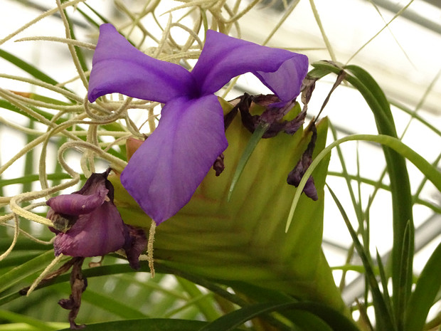 Тилландсия синяя - Tillandsia cyanea