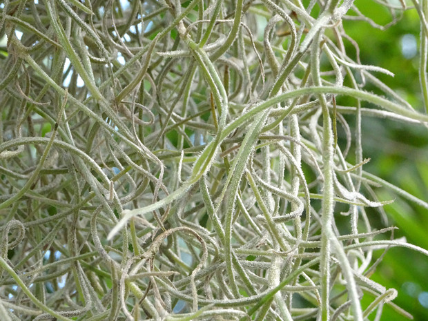 Тилландсия уснеевидная - Tillandsia usneoides