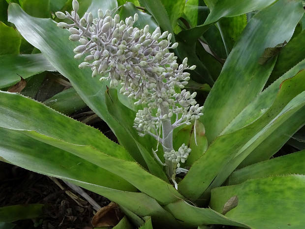 Эхмея мексиканская - Aechmea mexicana