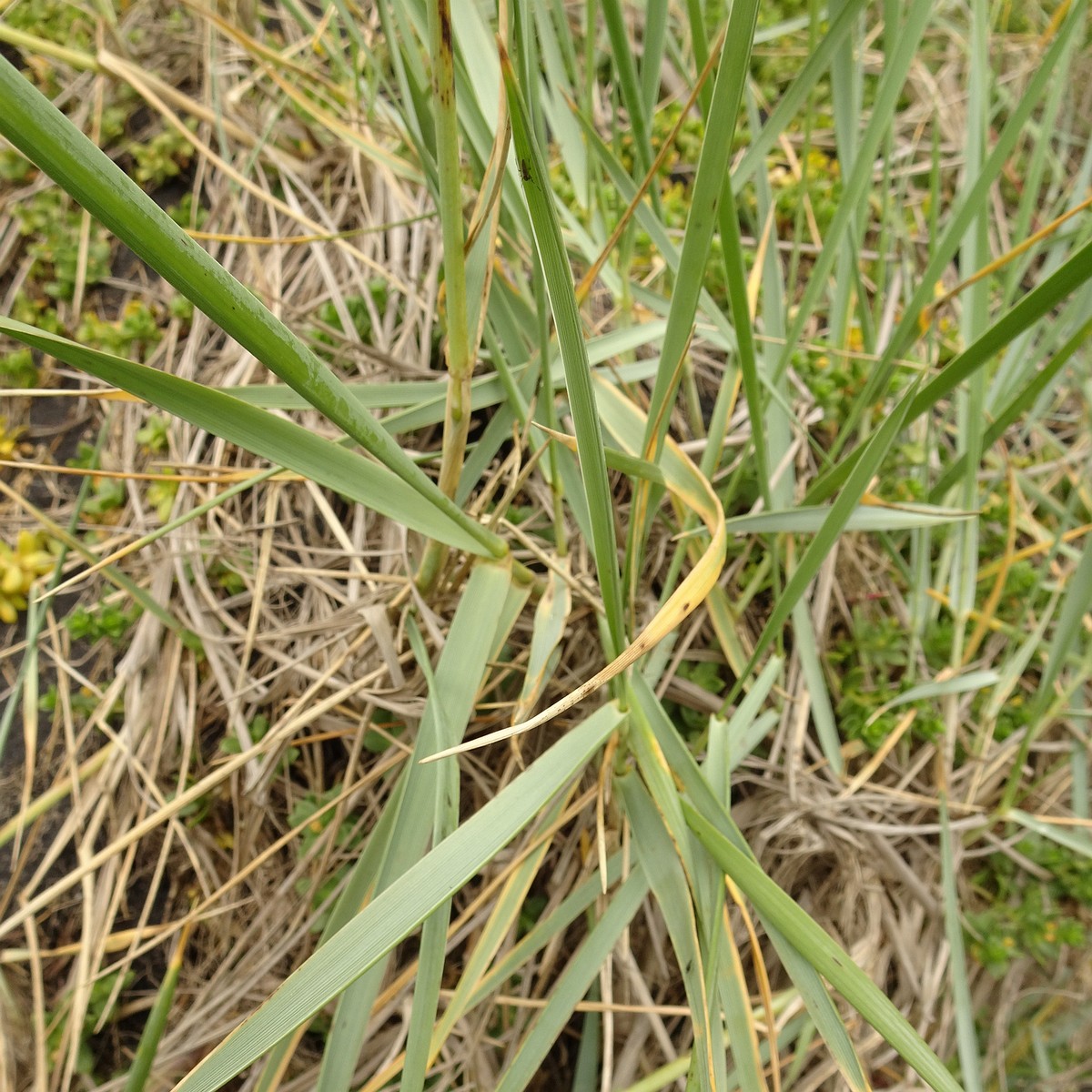 Leymus arenarius 25-Jul-19 _ 15_09_42