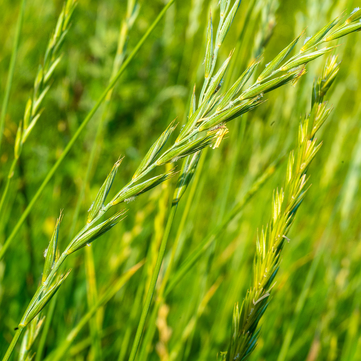 kiikri_old_deserted_grassland-74