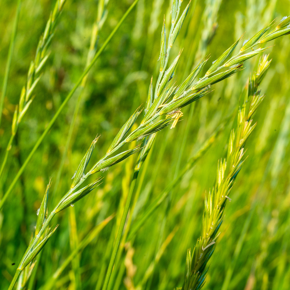 kiikri_old_deserted_grassland-75