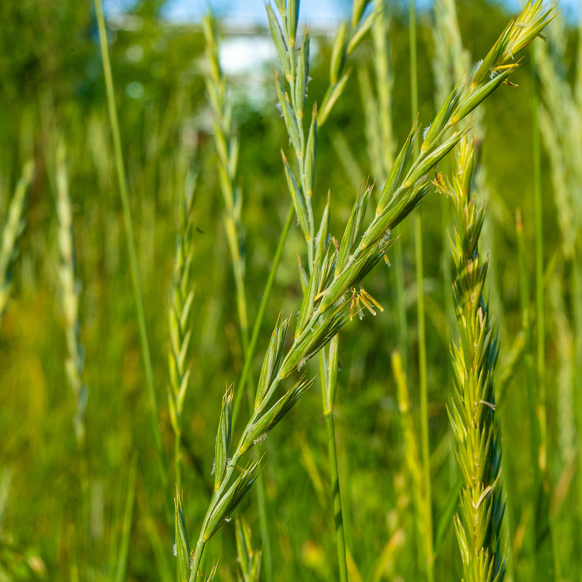 kiikri_old_deserted_grassland-76