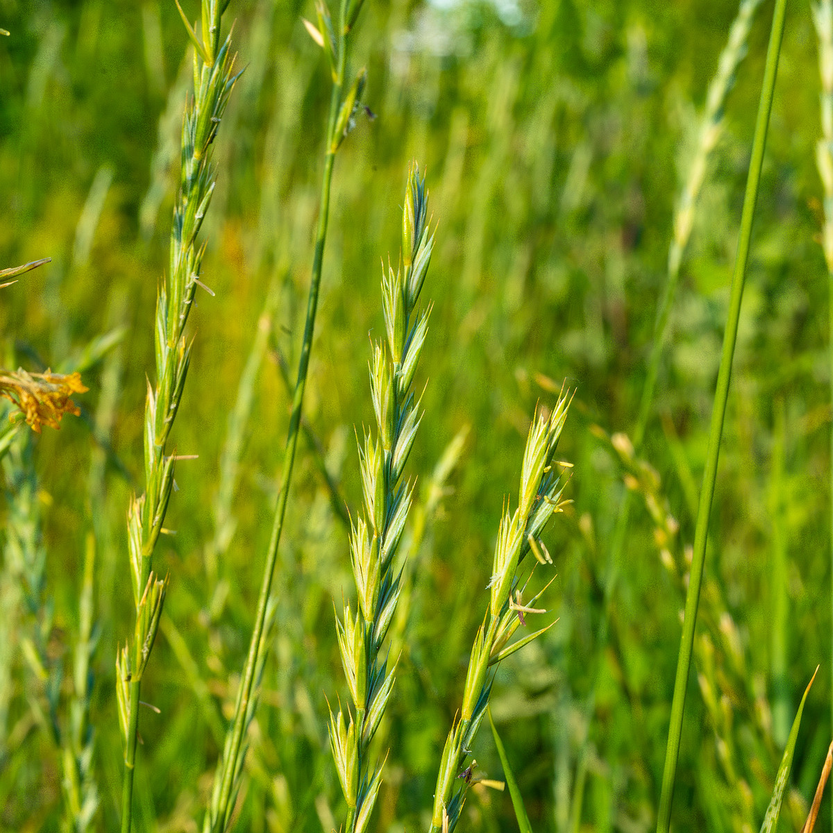 kiikri_old_deserted_grassland-77