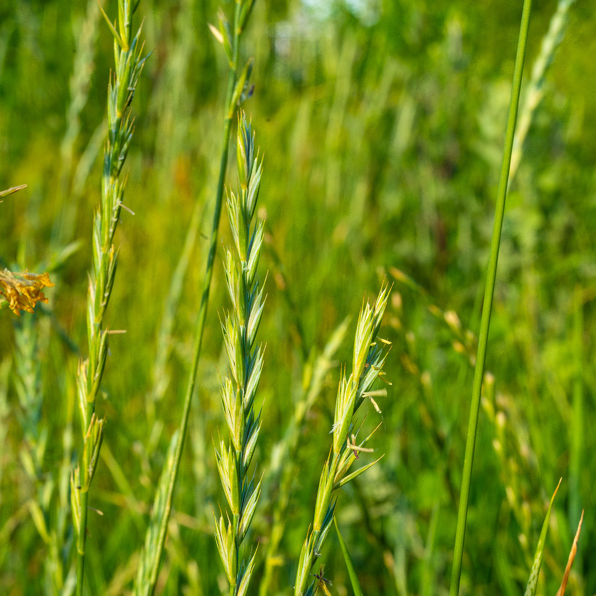 kiikri_old_deserted_grassland-78