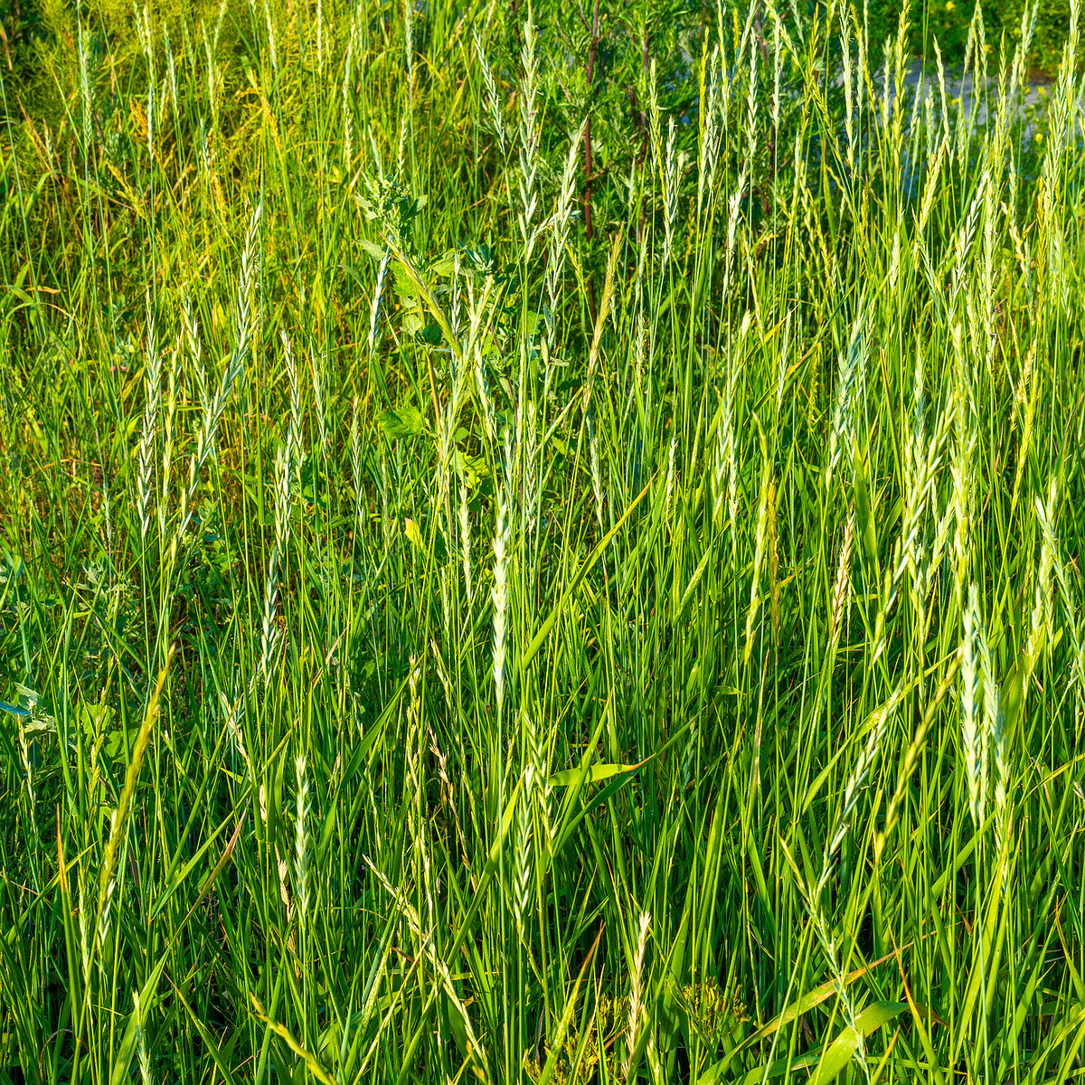 kiikri_old_deserted_grassland-79