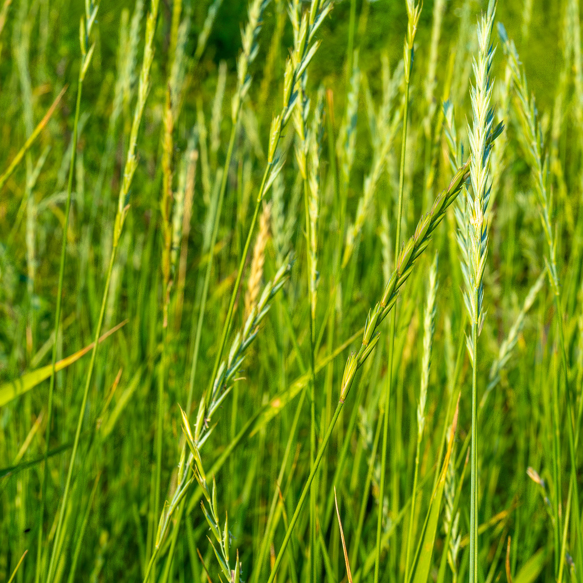 kiikri_old_deserted_grassland-81