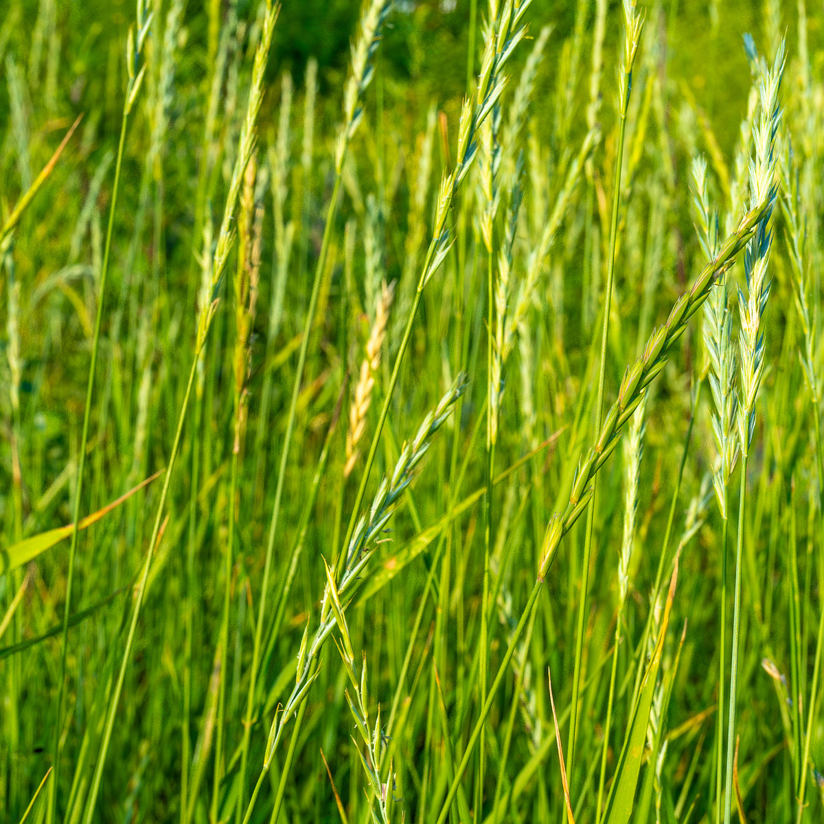 kiikri_old_deserted_grassland-82