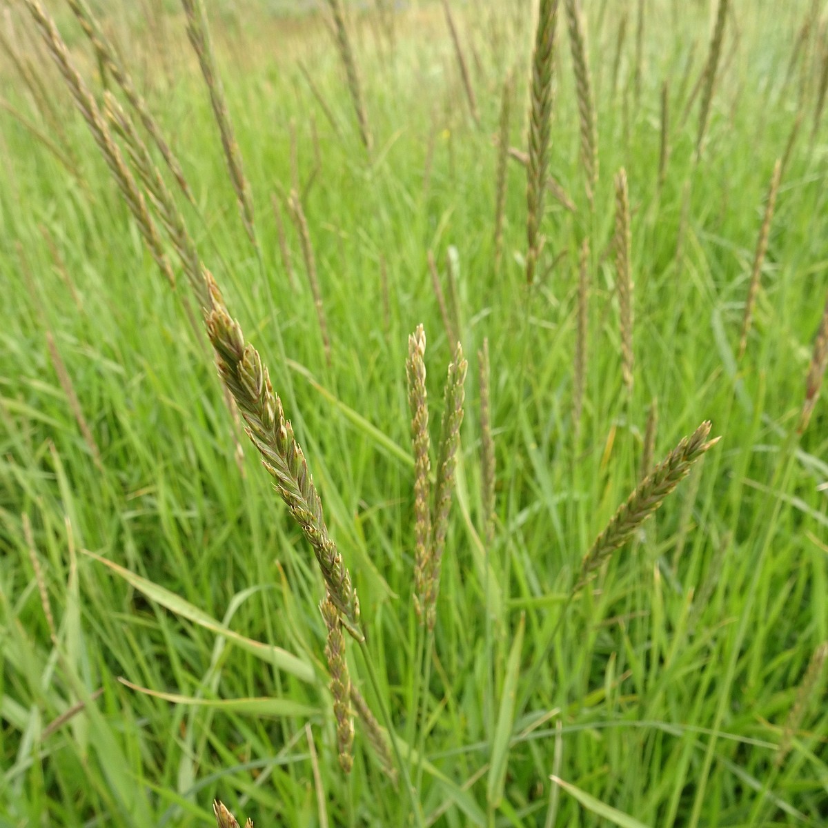 Elymus alapex 25-Jul-19 _ 15_15_24