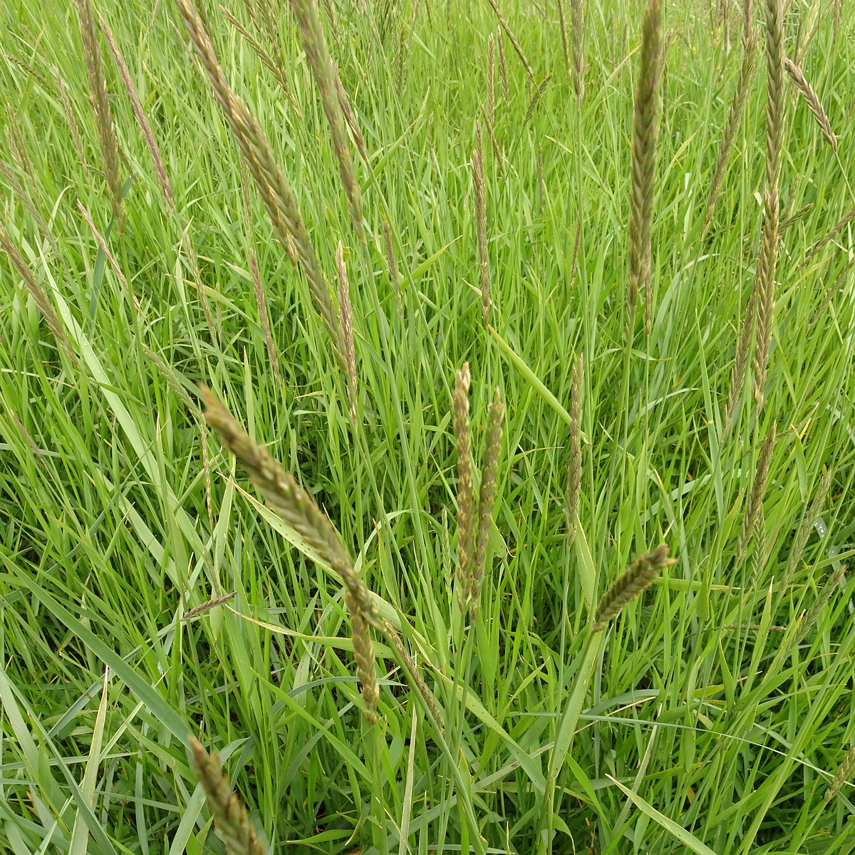 Elymus alapex 25-Jul-19 _ 15_16_06