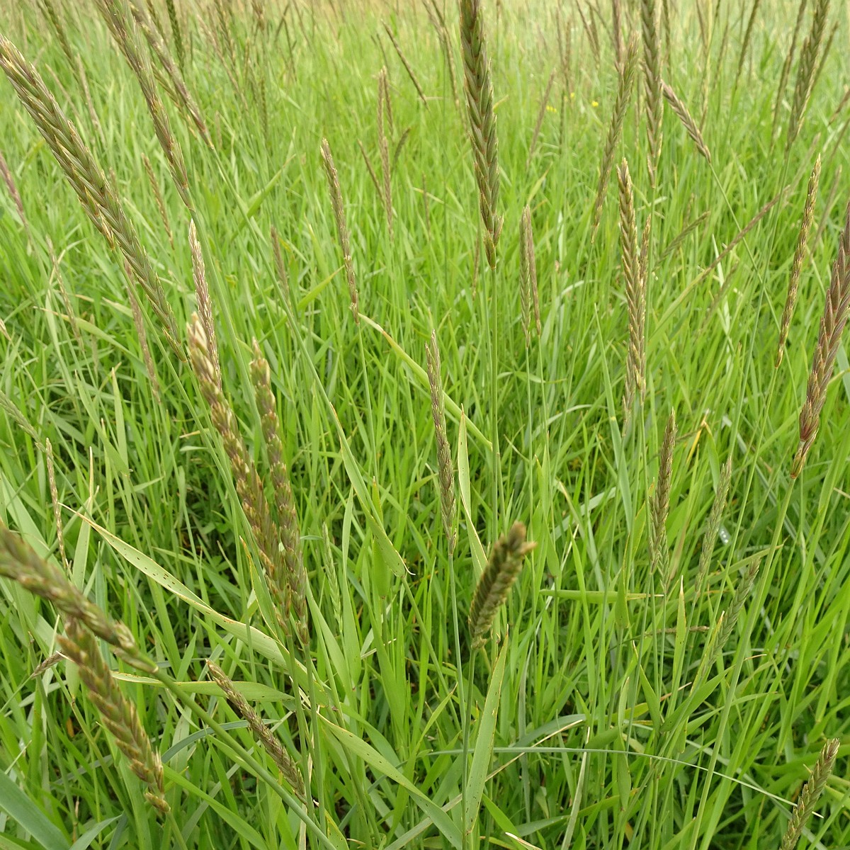 Elymus alapex 25-Jul-19 _ 15_16_14