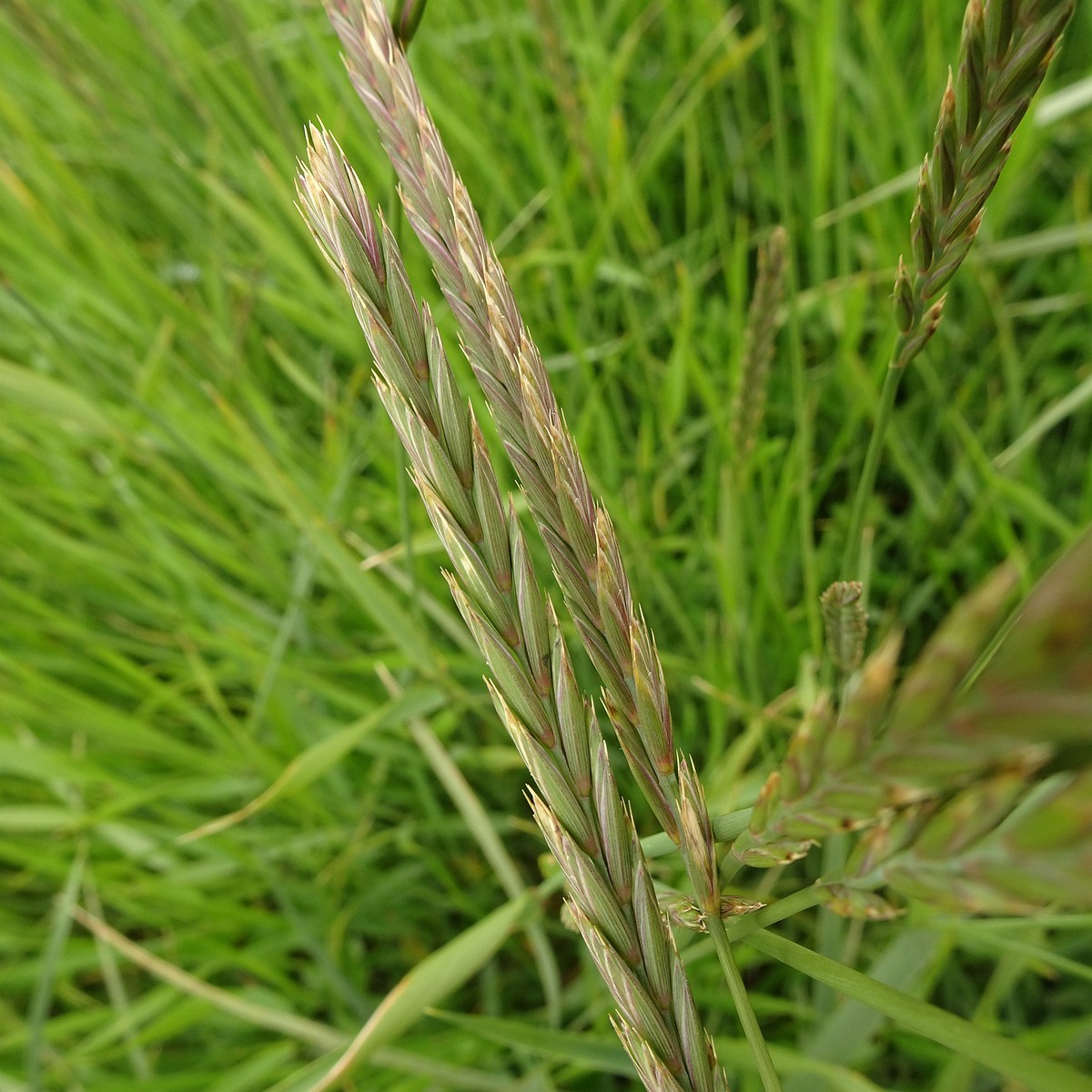 Elymus alapex 25-Jul-19 _ 15_16_28