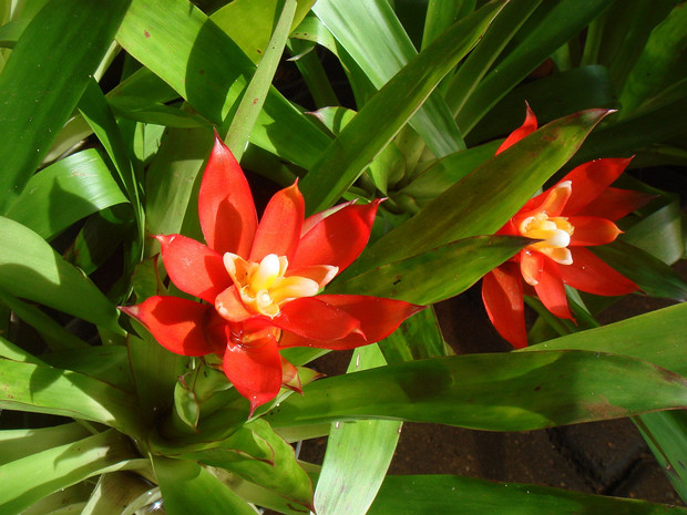 Гузмания язычковая - Guzmania lingulata