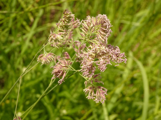 Ежа сборная - Dactylis glomerata