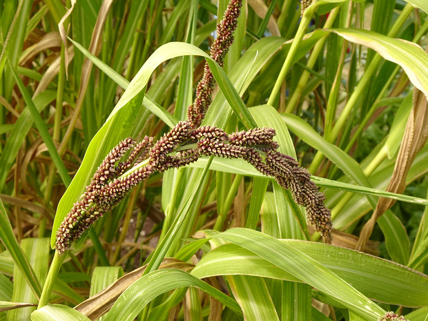 Ежовник хлебный - Echinochloa frumentacea