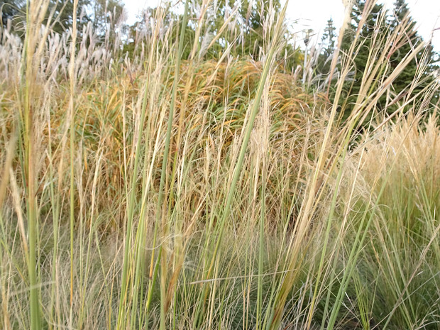 Ковыль волосовидный, Тырса - Stipa capillata