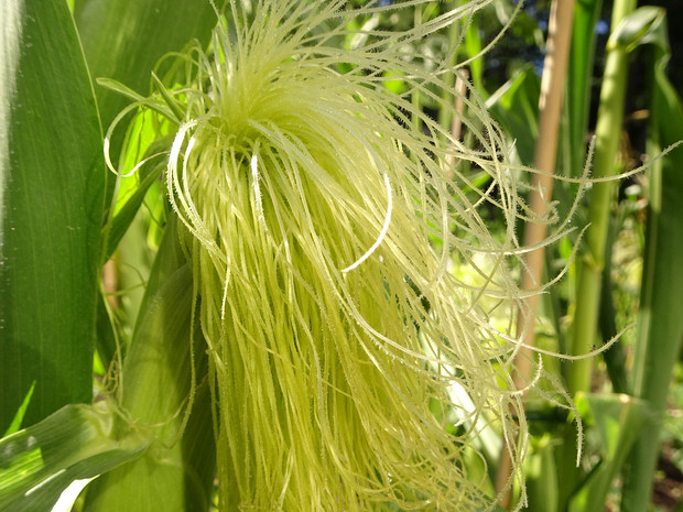 Кукуруза обыкновенная 'Золотой Бантам' - Zea mays 'Golden Bantam'