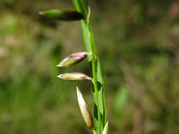 Перловник поникший - Melica nutans