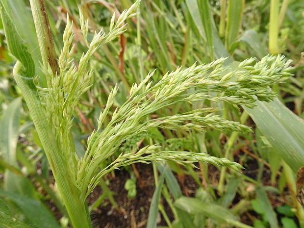 Просо обыкновенное - Panicum miliaceum