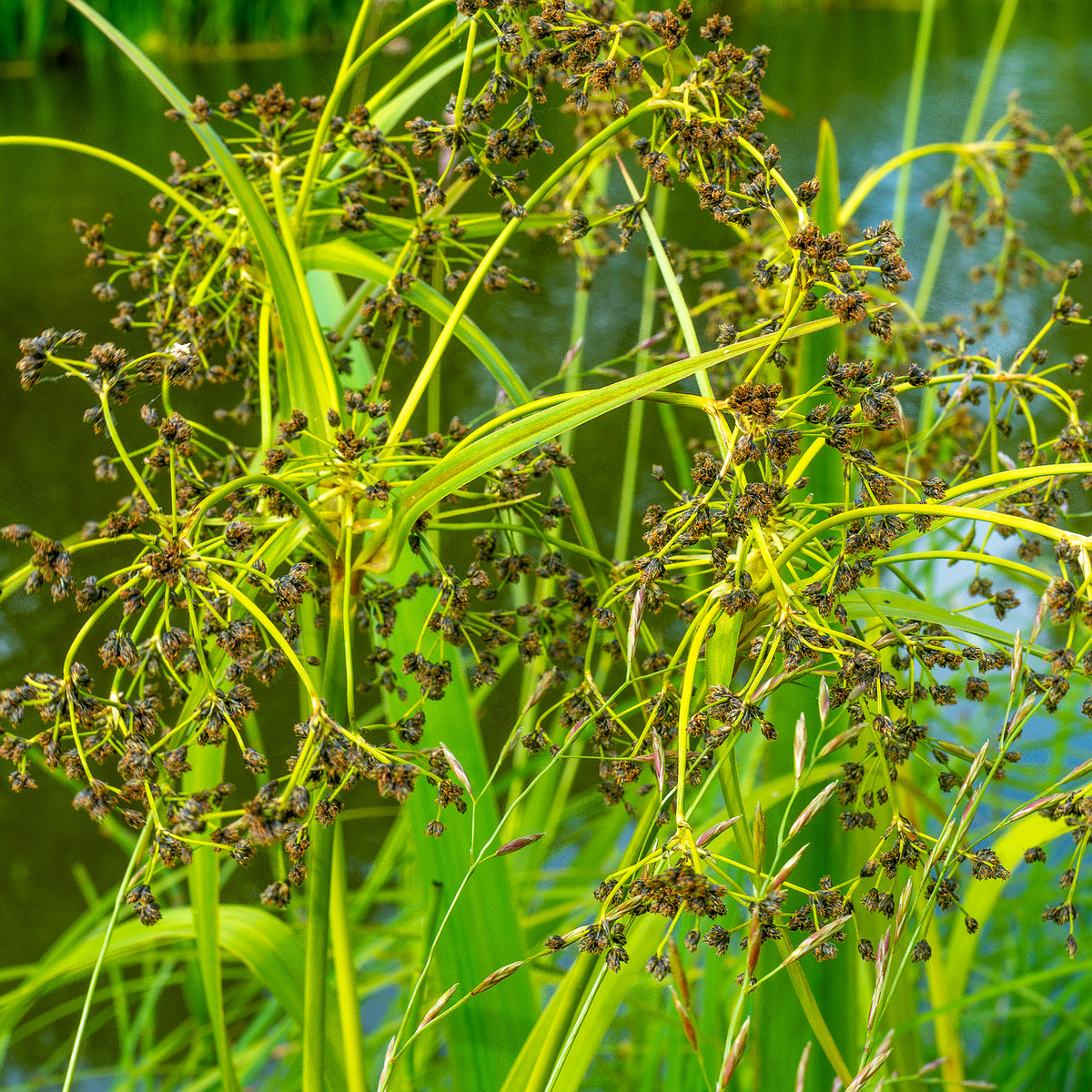 !tallinn_botanical_garden_grassland_near_pond-91