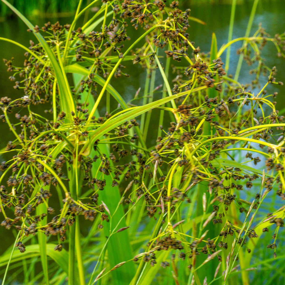 tallinn_botanical_garden_grassland_near_pond-92