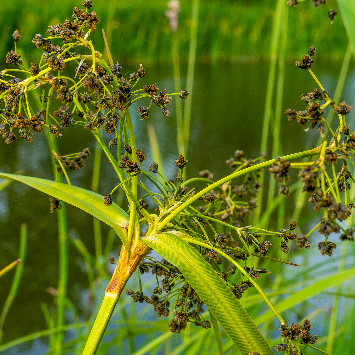 tallinn_botanical_garden_grassland_near_pond-93