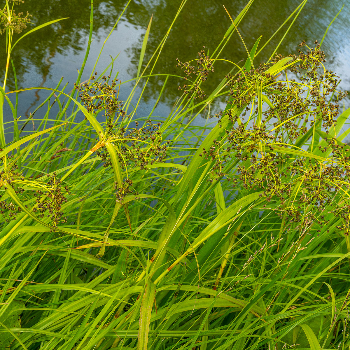 tallinn_botanical_garden_grassland_near_pond-94